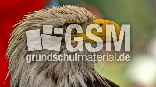 Weißkopf-Seeadler (04).jpg